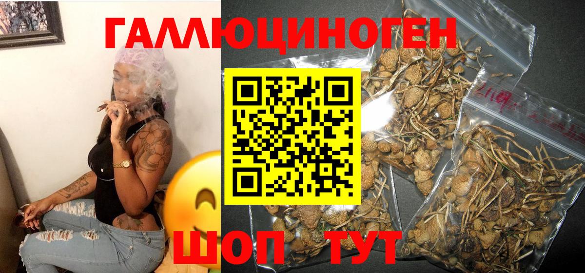 Конаково  Псилоцибиновые грибы Psilocybine cubensis  Вход с VPN 